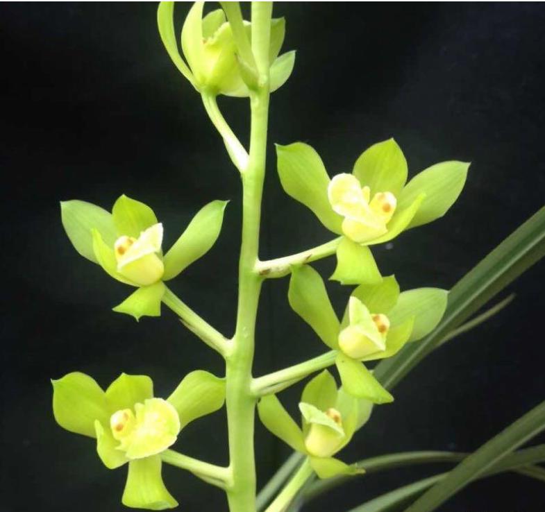 兰花国荷和王氏素荷哪个好,粉荷素兰花多少钱一苗