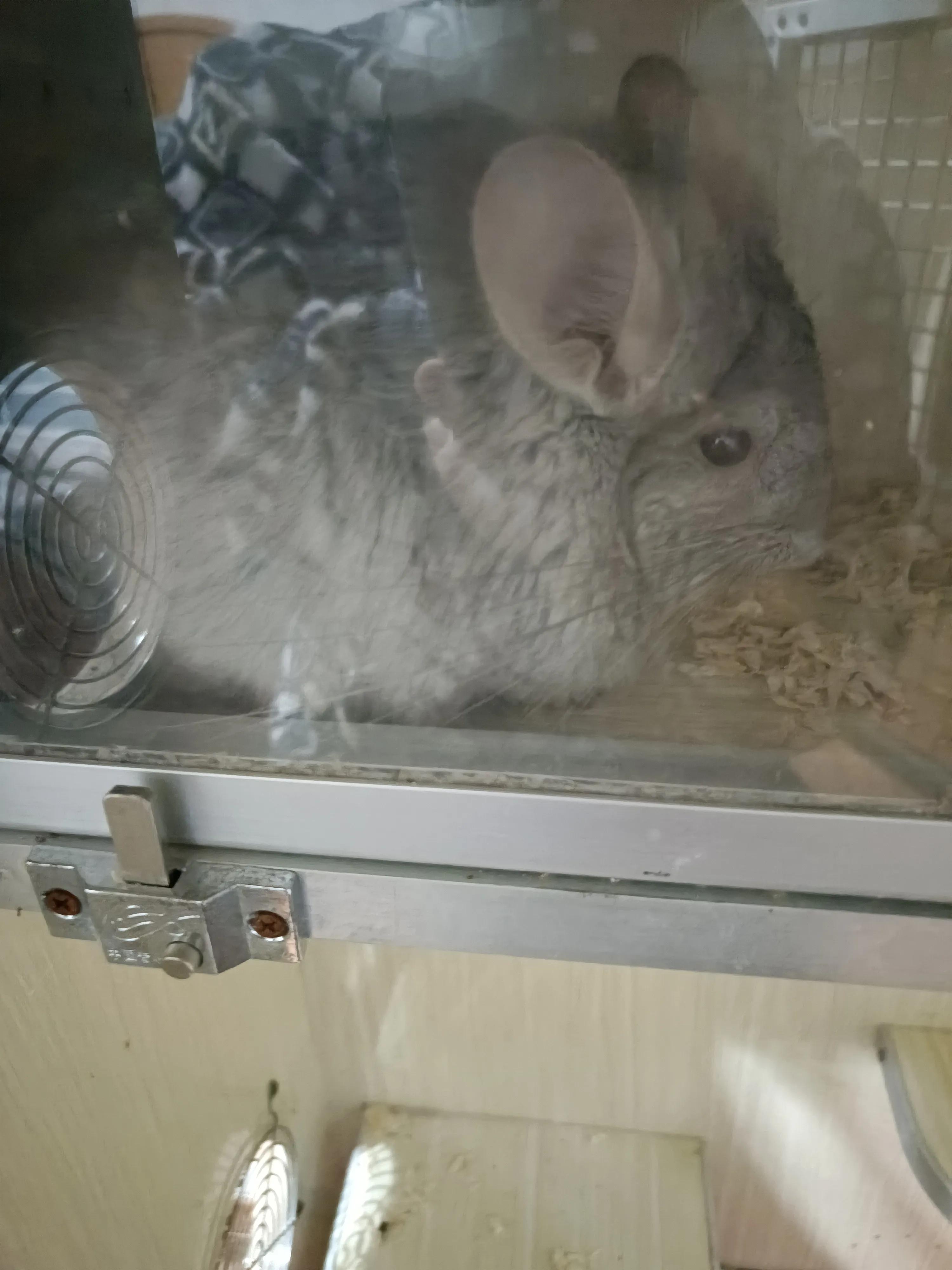 宫崎骏的龙猫为什么会成为经典,宫崎骏龙猫可爱片段