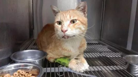 猫咪子宫蓄脓绝育前怎么预防,猫咪长期未受孕会怎样