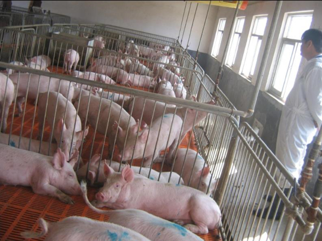 新建养猪场在什么地方,新建猪场怎么规划区域