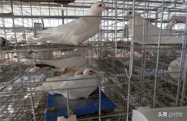 鸽子养殖的误区,鸽子养殖厂家联系电话