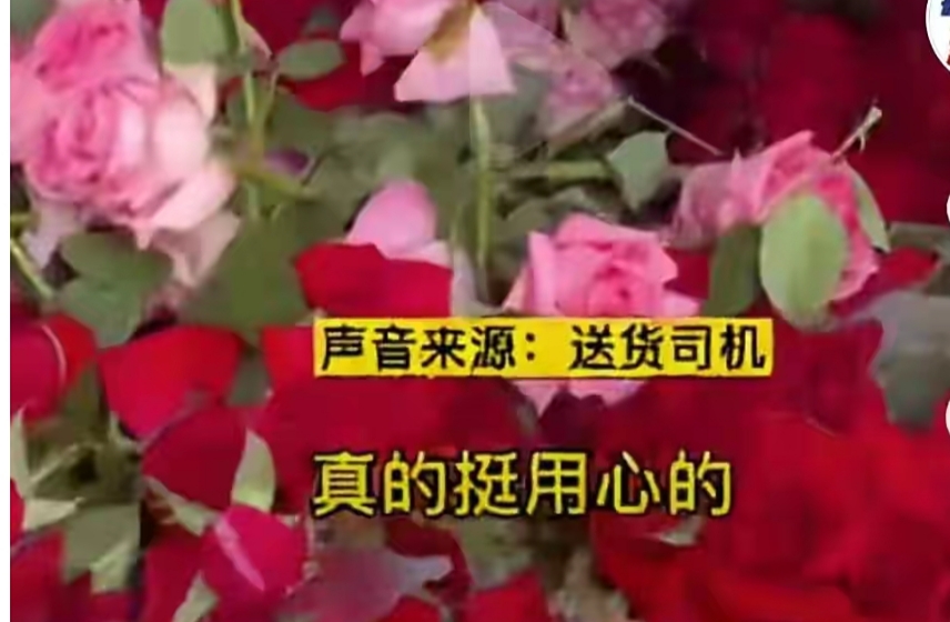 520男子送一车玫瑰,小伙520送一车花被拒绝后续