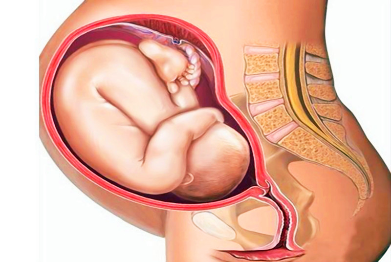 为什么人类分娩比其他动物更痛苦,为什么动物分娩比人容易分娩