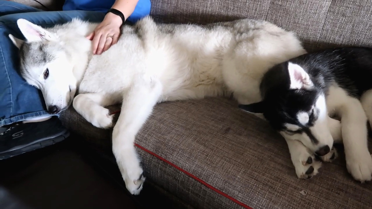 狗狗太胖肚子下垂,狗狗太瘦了怎么办3大原因分析