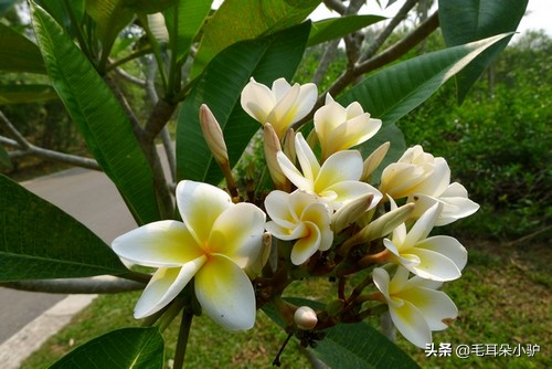 佛教的九种圣花,佛经中的四大天界宝花