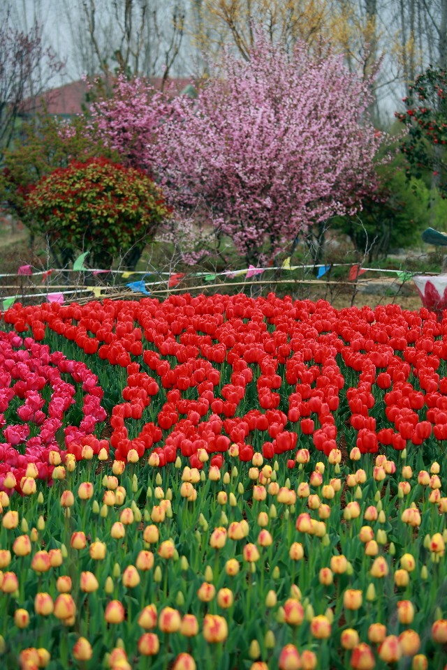 高雅郁金香鲜花图片,郁金香高雅脱俗