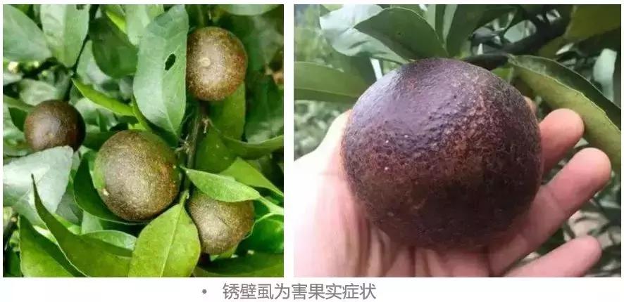 锈壁虱会在5天内果子全部变黑吗,锈壁虱为害的果实怎么补救