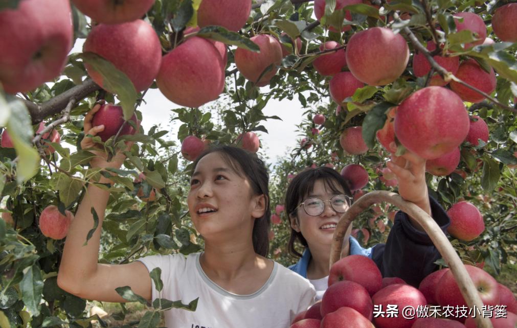 苹果缺锌易患小叶病,苹果小叶病缺镁缺锌