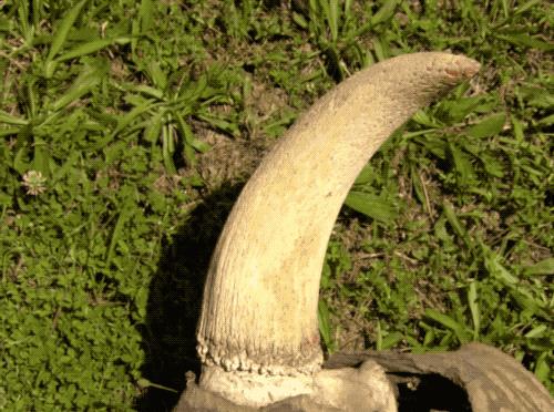 牛角梳：怎么从圆圆一个大牛角到平平无奇一把梳？