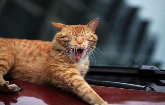 长途开车带猫咪回老家?这3个安全问题,你确定不来学习下?