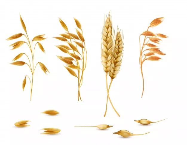 吃什么对头发的生长有好处,什么食物吃了对头发最好