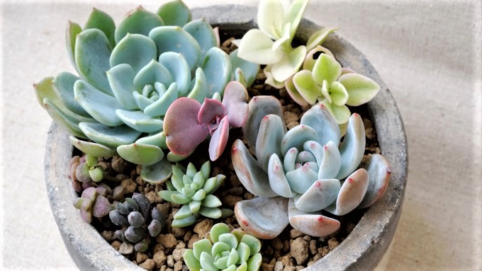 无土栽培还有哪些创意,无土栽培技术能够打造生态家园吗