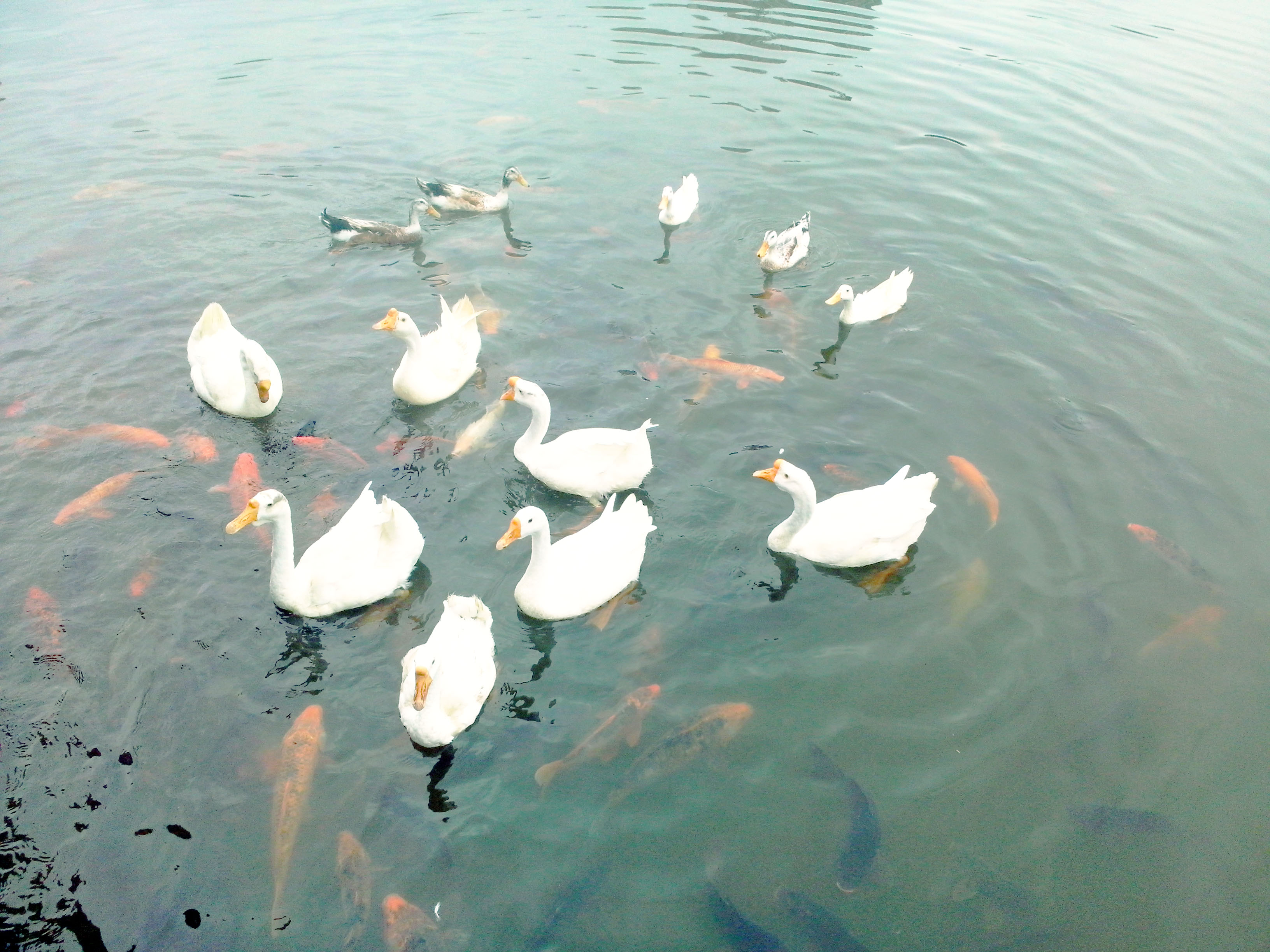 香樟往事,香樟往事电子版