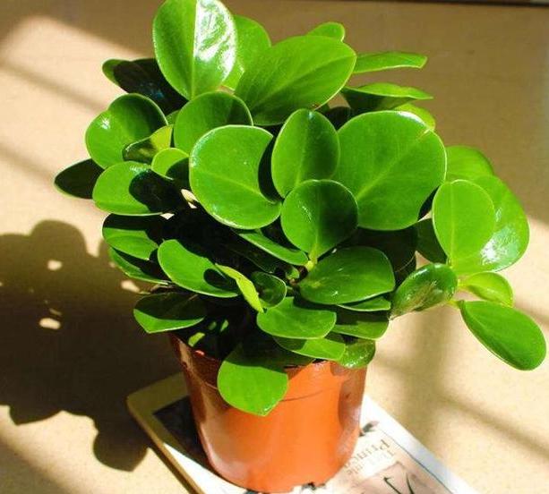 豆瓣绿黄叶怎么让它变绿,豆瓣绿盆栽叶子发黄掉落