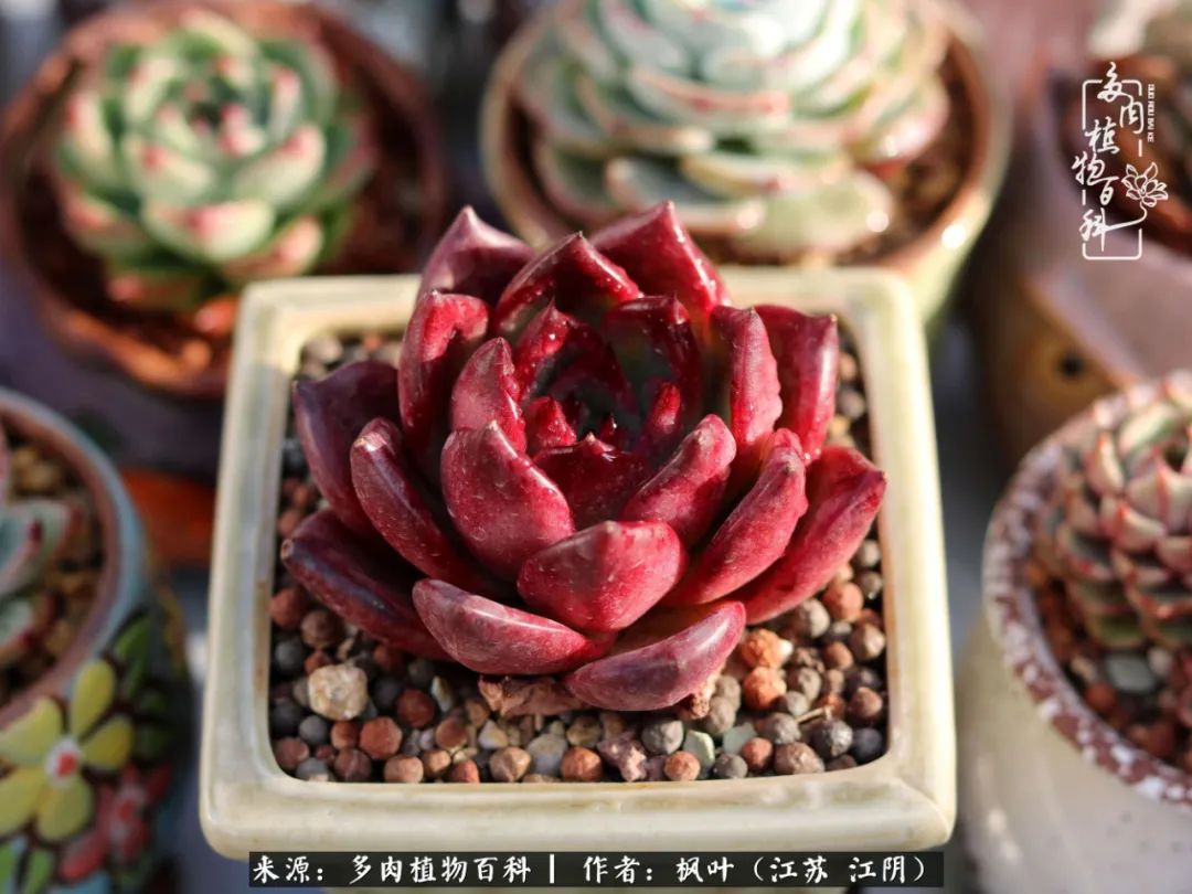 春有约,花不误,多肉与春天有个约会