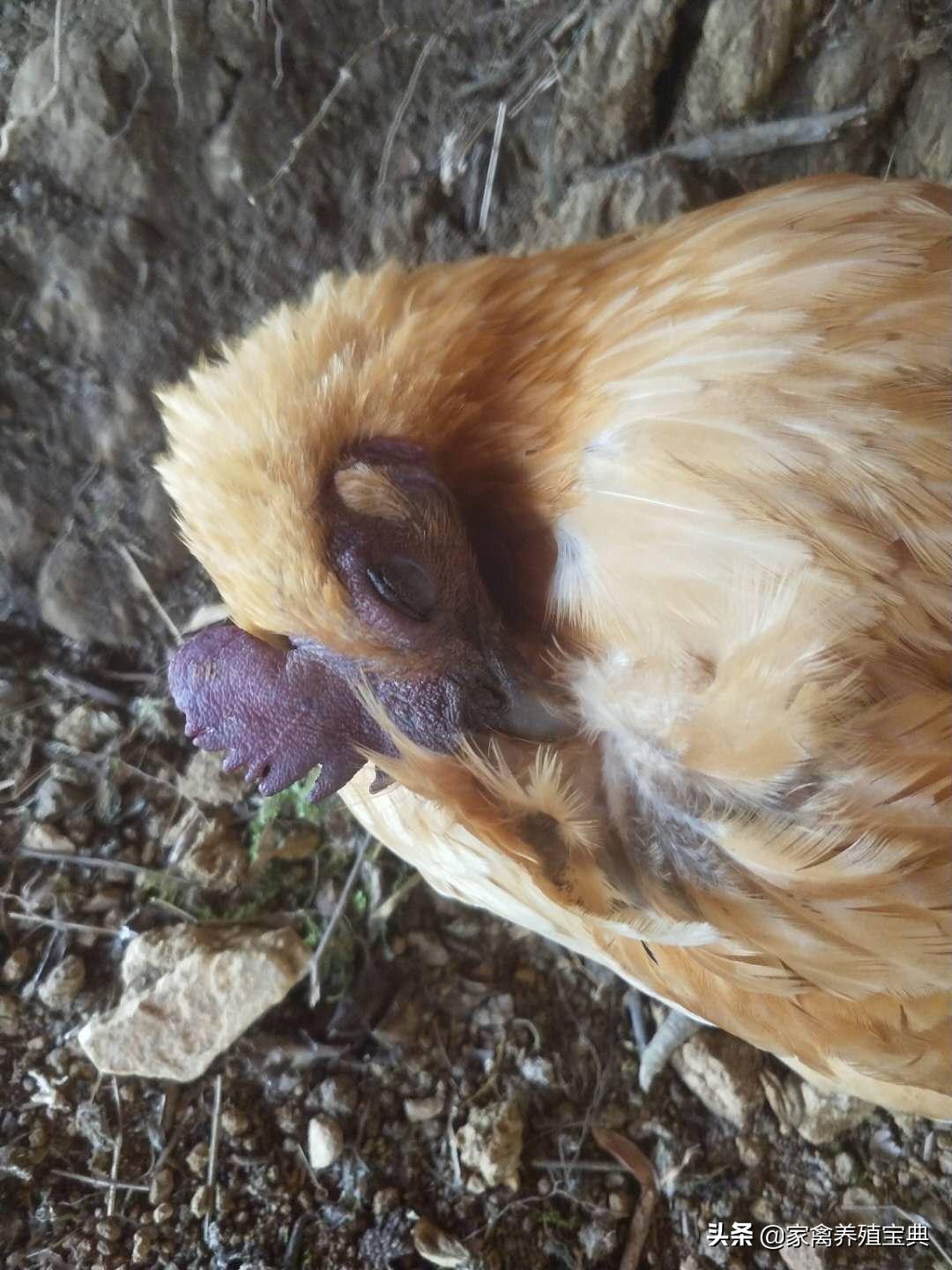 鸡的温和型流感的治疗方案,鸡得了温和型流感怎么办