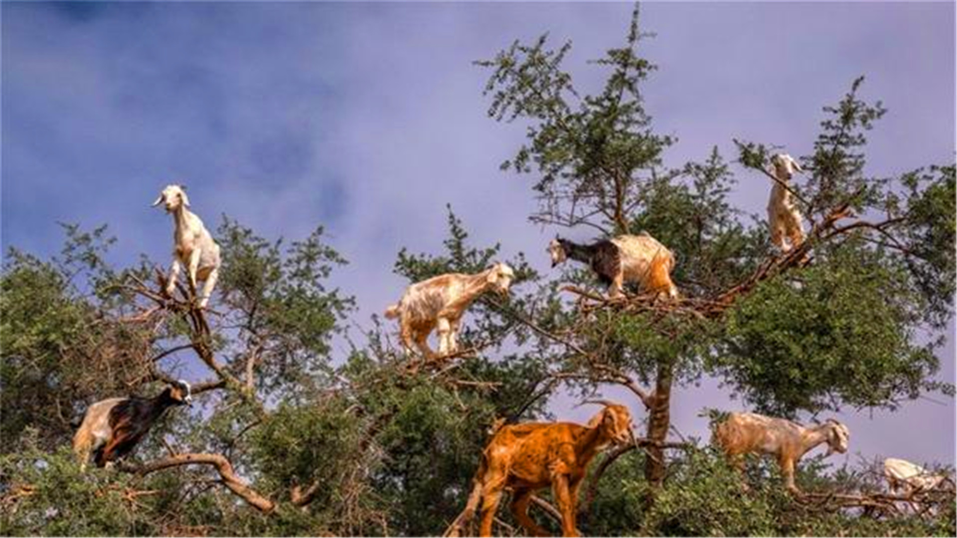 神奇植物“食羊树”，能自己抓羊吃，村民一发现就要立马烧毁