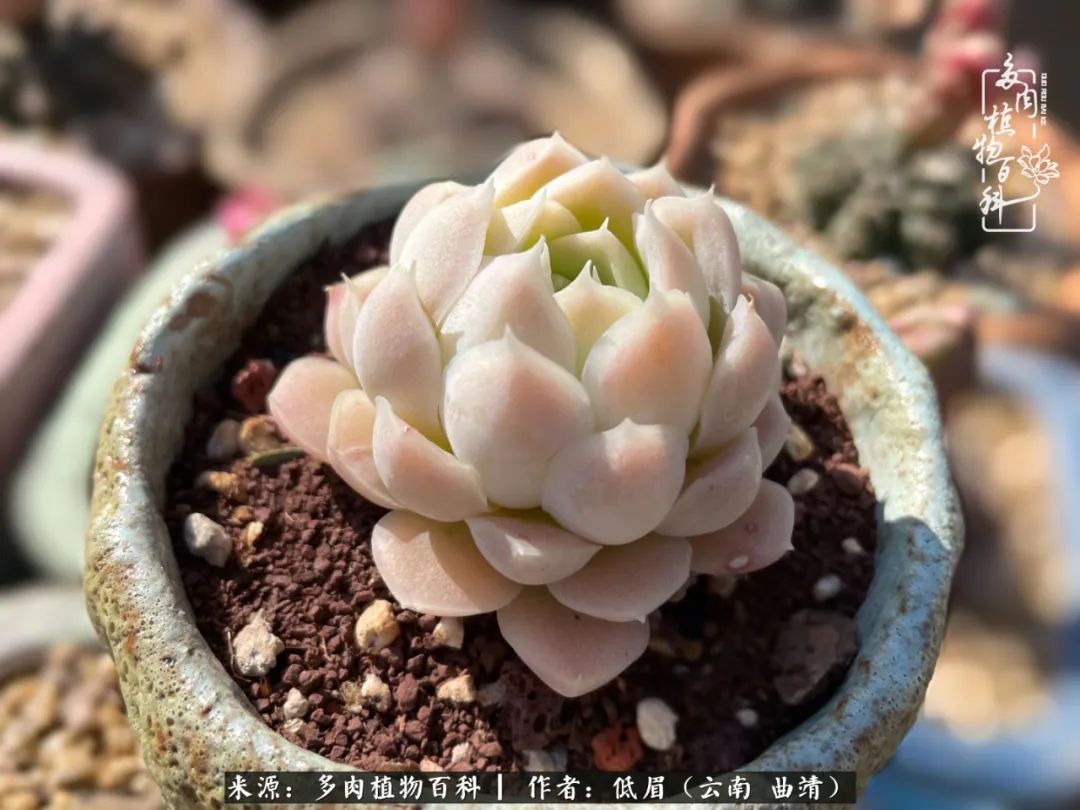 怎么在多肉植物百科投稿,怎样向多肉植物百科投稿