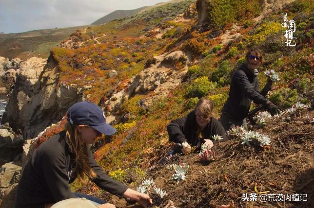 美国加州海岸仙女杯,美国仙女杯