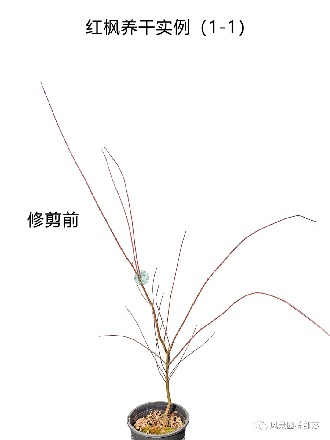 日本红枫红舞姬树形怎么修剪,盆栽红枫树修剪