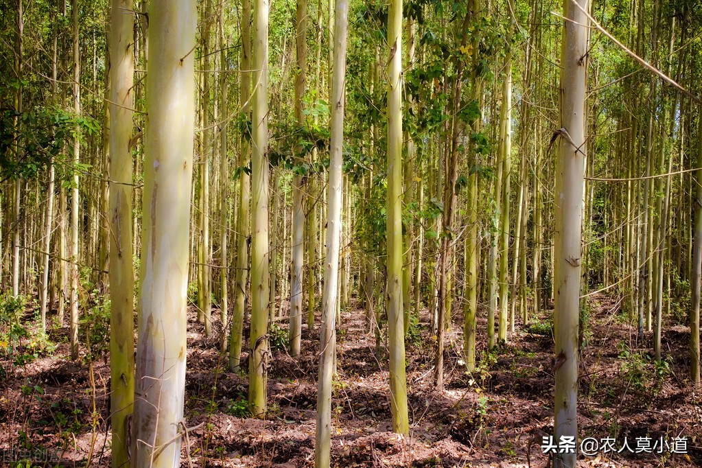 桉树有毒为什么国家不禁止种植,为什么那么多人认为桉树无害