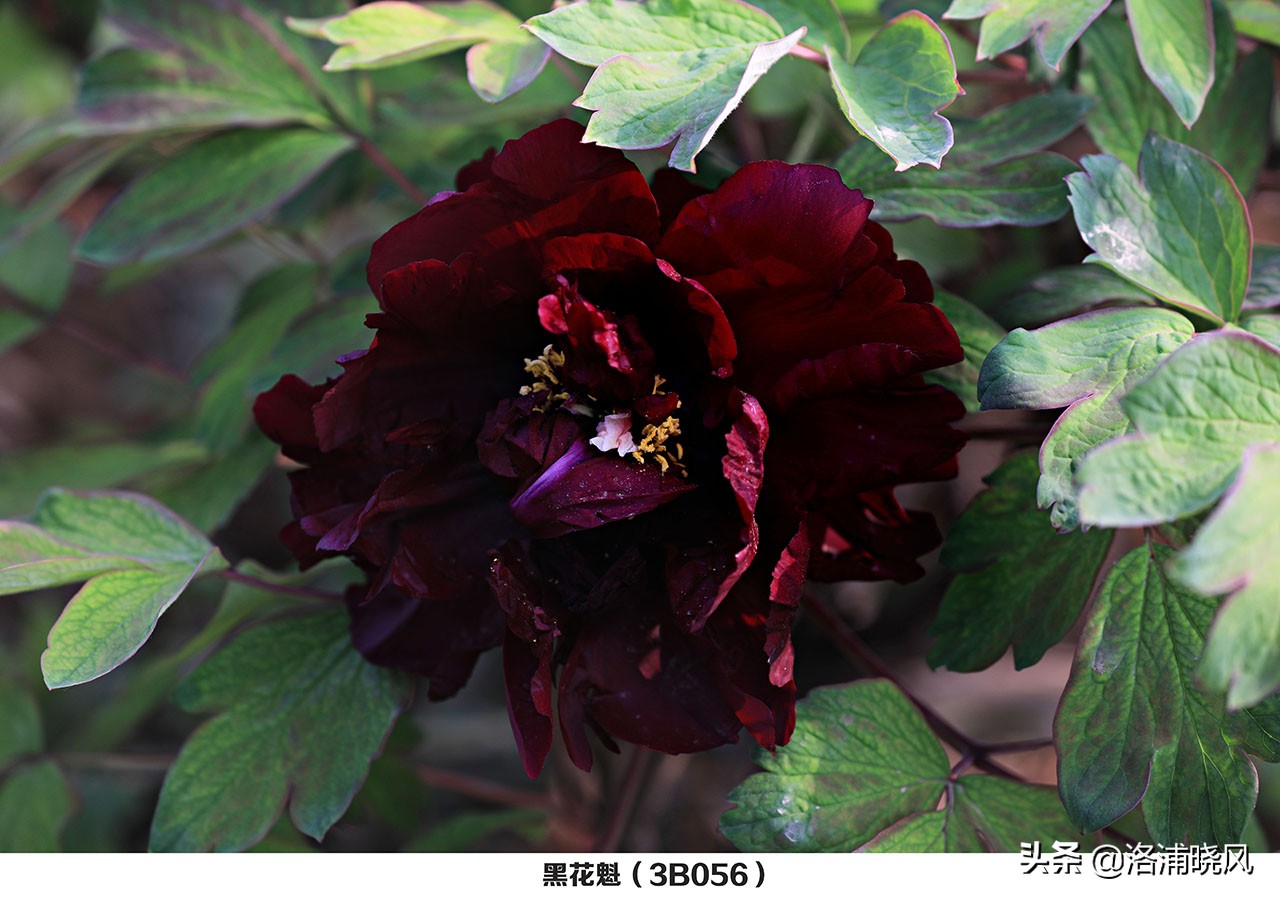 牡丹的名贵品种黑牡丹和绿牡丹,牡丹的稀有品种绿牡丹和黑牡丹