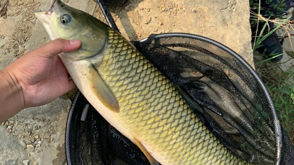 钓浮最简单的调漂方法,鲫鱼钓底还是钓浮怎么调漂