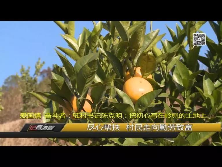 苏坂镇：两年达村级脱贫，驻村书记陈克明把初心写在岭兜的土地上