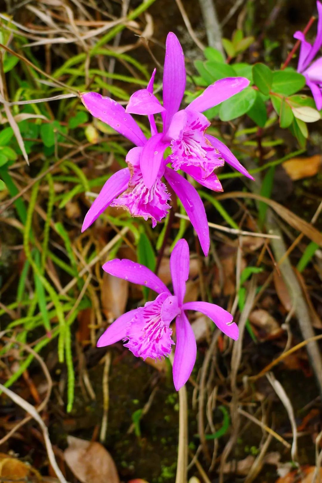 林草科普图片,林草科普