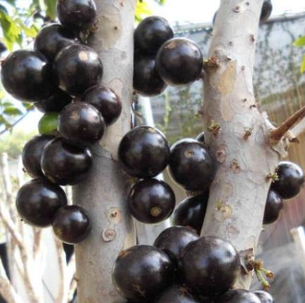 山竹是世界上很贵的水果吗,比较贵的水果排名山竹