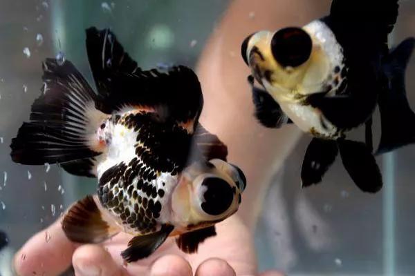 整理箱养兰寿金鱼饲养技巧,兰寿金鱼怎么饲养长得快