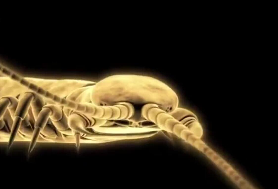 被蜈蚣虫咬一口后果有多严重,男子被蜘蛛咬后身体反应