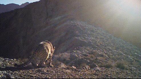 西亚现存最强大的猫科猛兽,史上最凶猛的八大猫科动物