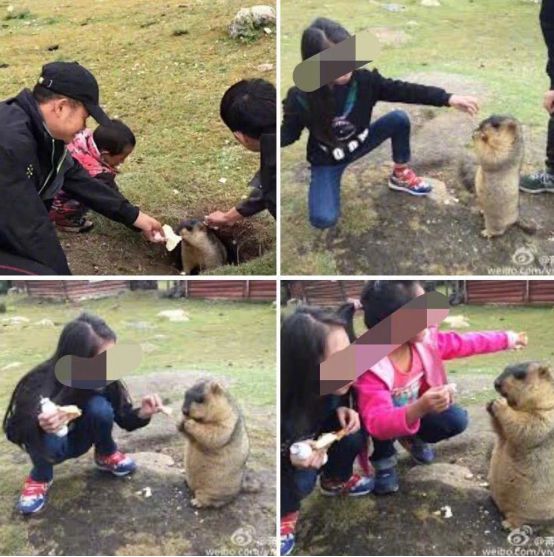 我不是大眼萌我是鼠疫最大移动储存库