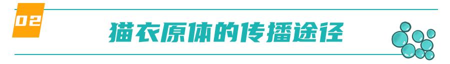 怀孕的母猫得猫瘟没流产,怀孕一个月的猫感染猫瘟会流产吗