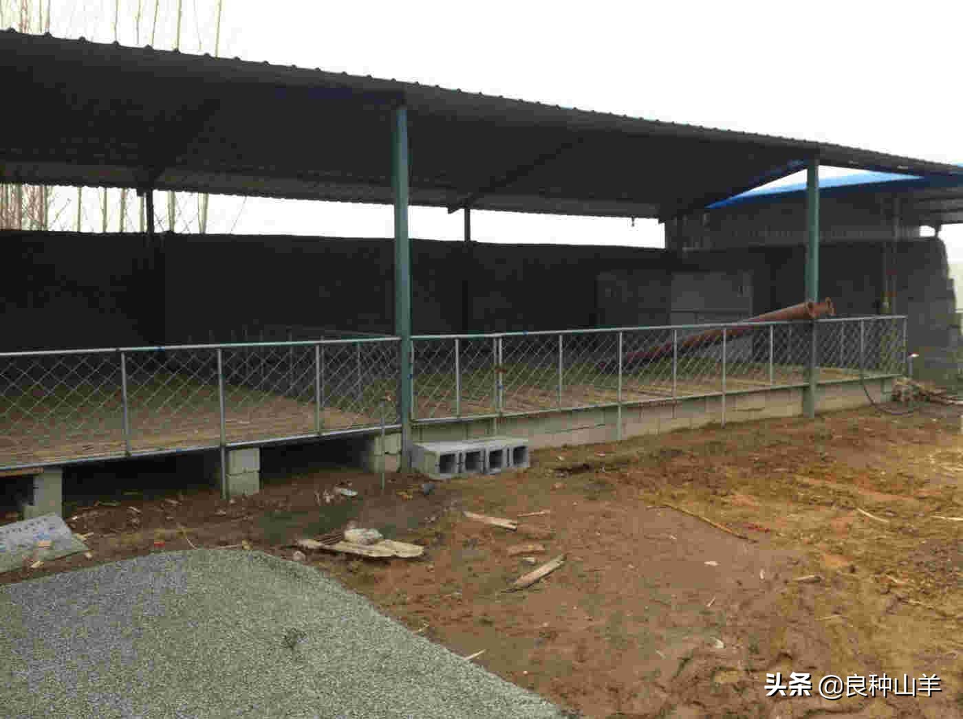 养羊棚舍建造实景图,农村羊舍最简易建造