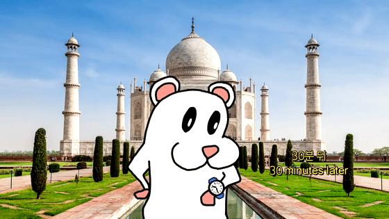 超可爱动物吃播治愈70万人，仓鼠、小熊猫、鹦鹉萌翻全网