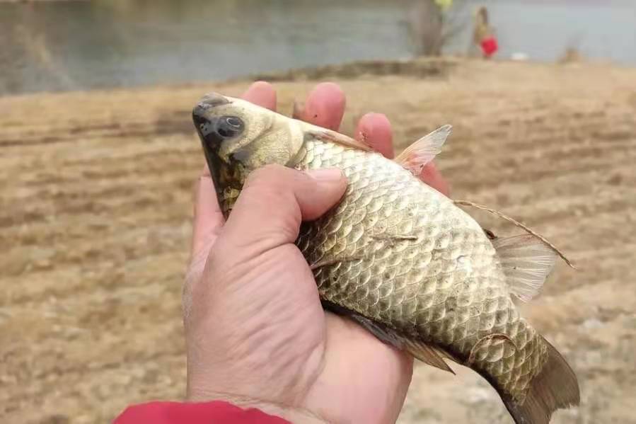 鱼情不好是钓钝吗,鱼情不好调几钓几