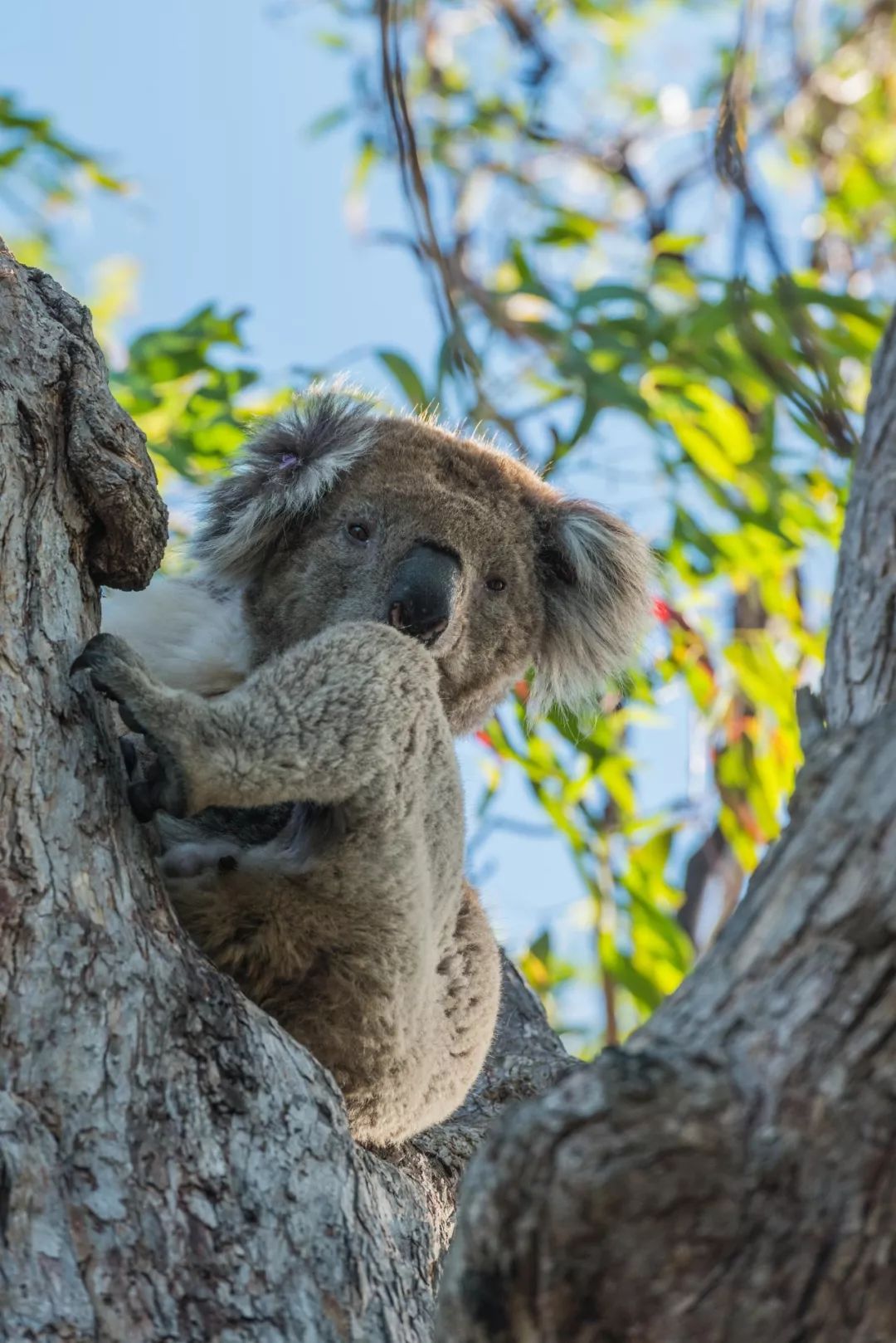 澳大利亚独特的自然风光,澳大利亚黄金海岸的美景