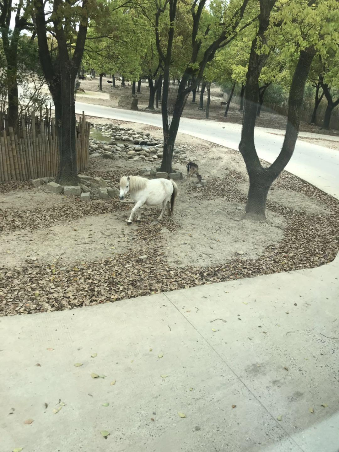 上海野生动物园太阳广场节目安排,上海野生动物园建议游玩时间
