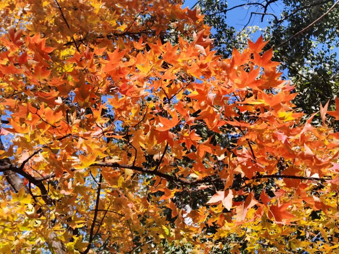 天坛和地坛区别,天坛对对碰桌游
