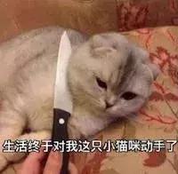导致猫咪死亡率最高的疾病,猫咪尿道感染是什么原因引起的