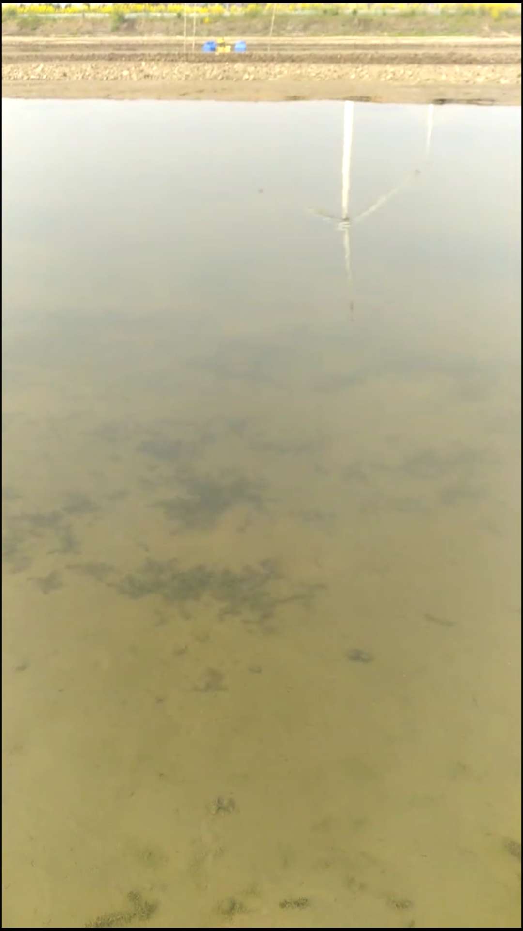 小龙虾池塘黑水怎么解决,小龙虾塘前期水浓水绿处理方法