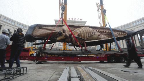 大连座头鲸标本,大连标本制作工厂