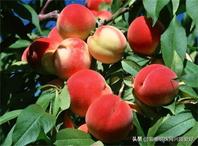 梨木台温福大院实景 (天津蓟县梨木台镇温福大院)