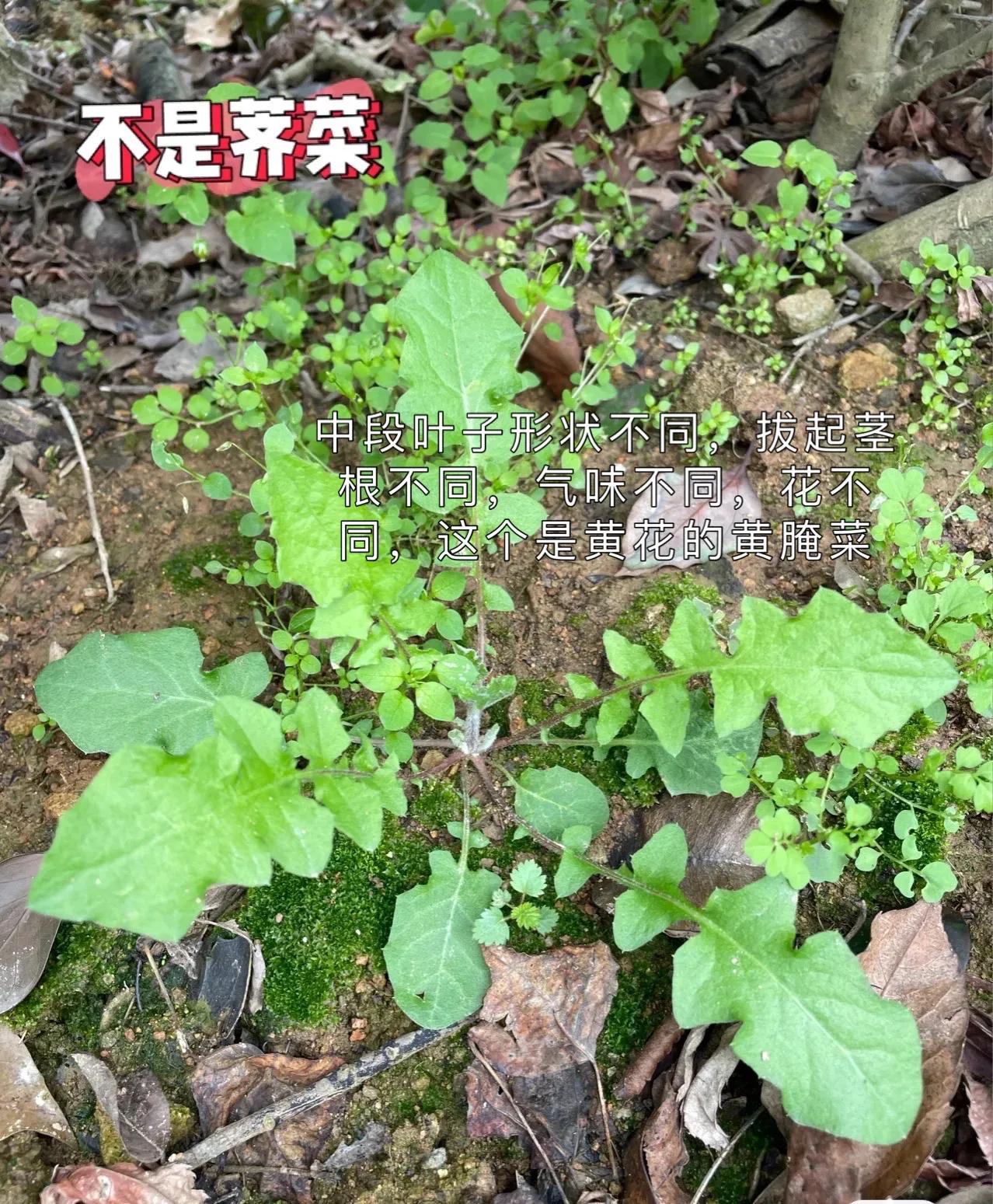 怎么判断荠菜嫩不嫩,如何辨别荠菜视频