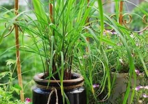 花盆土有盐碱怎么处理,怎么样才能改变花盆土的盐碱