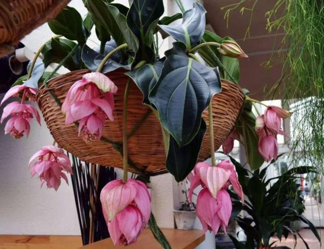 养上这4种招财富贵花,6种富贵盆栽