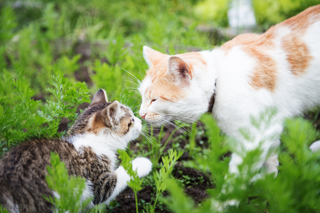 老祖宗留下来的挑猫大法,选猫口诀让你挑到极品猫