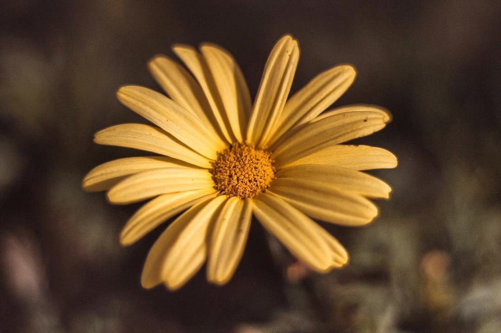 微距拍摄需要的器材,小成本视频摄影